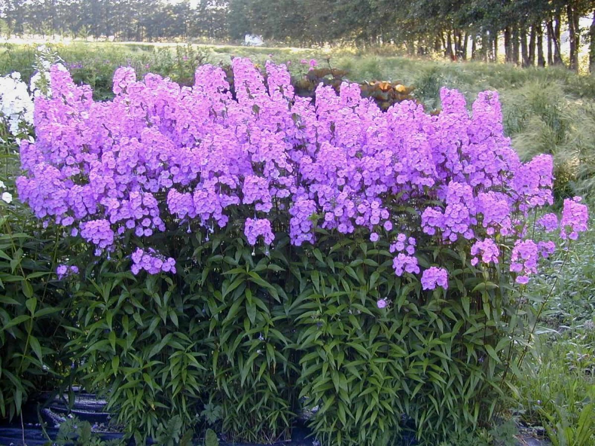 Флокс Арендса