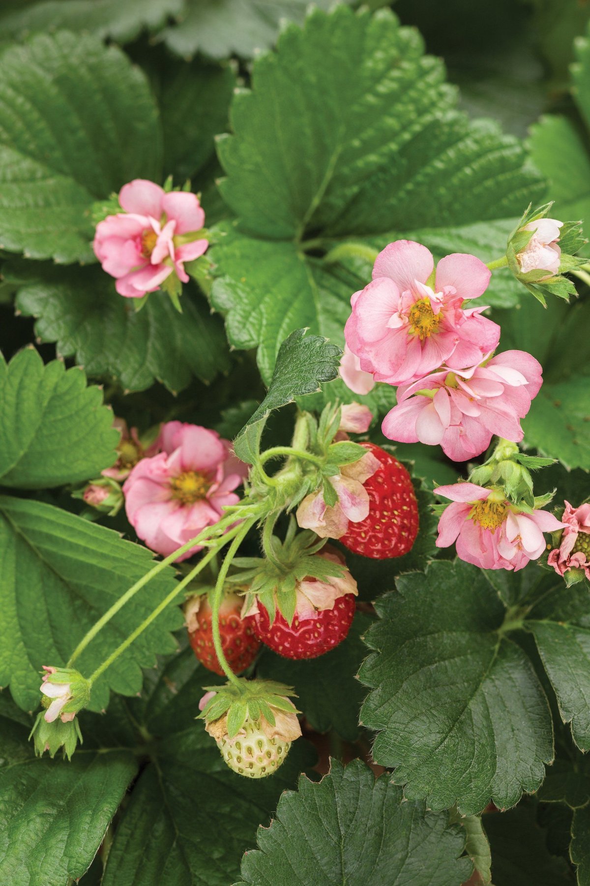 Декоративная земляника (Fragaria)