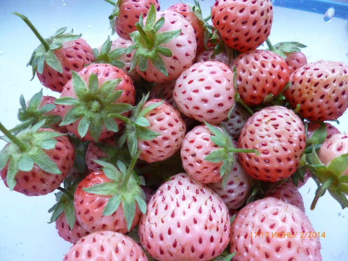 Земляника Пайнберри