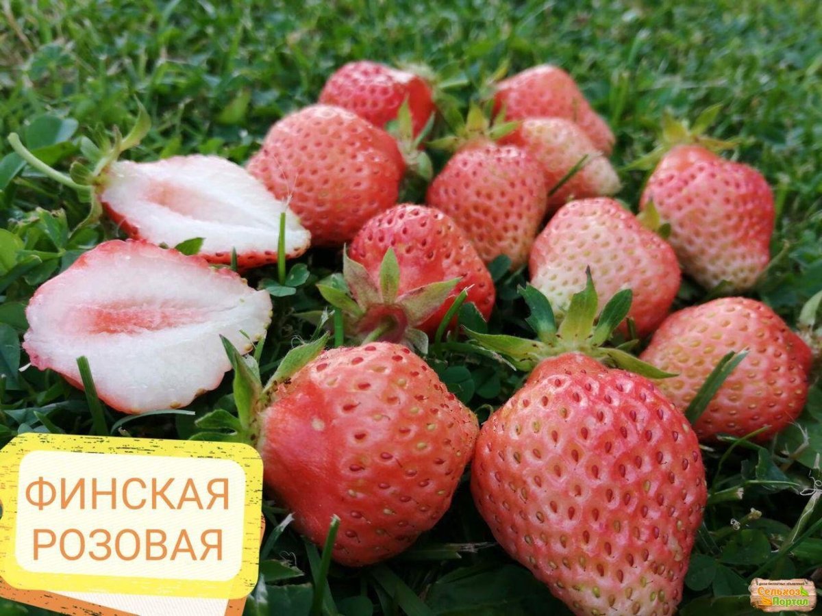 Клубника финская Ананасная