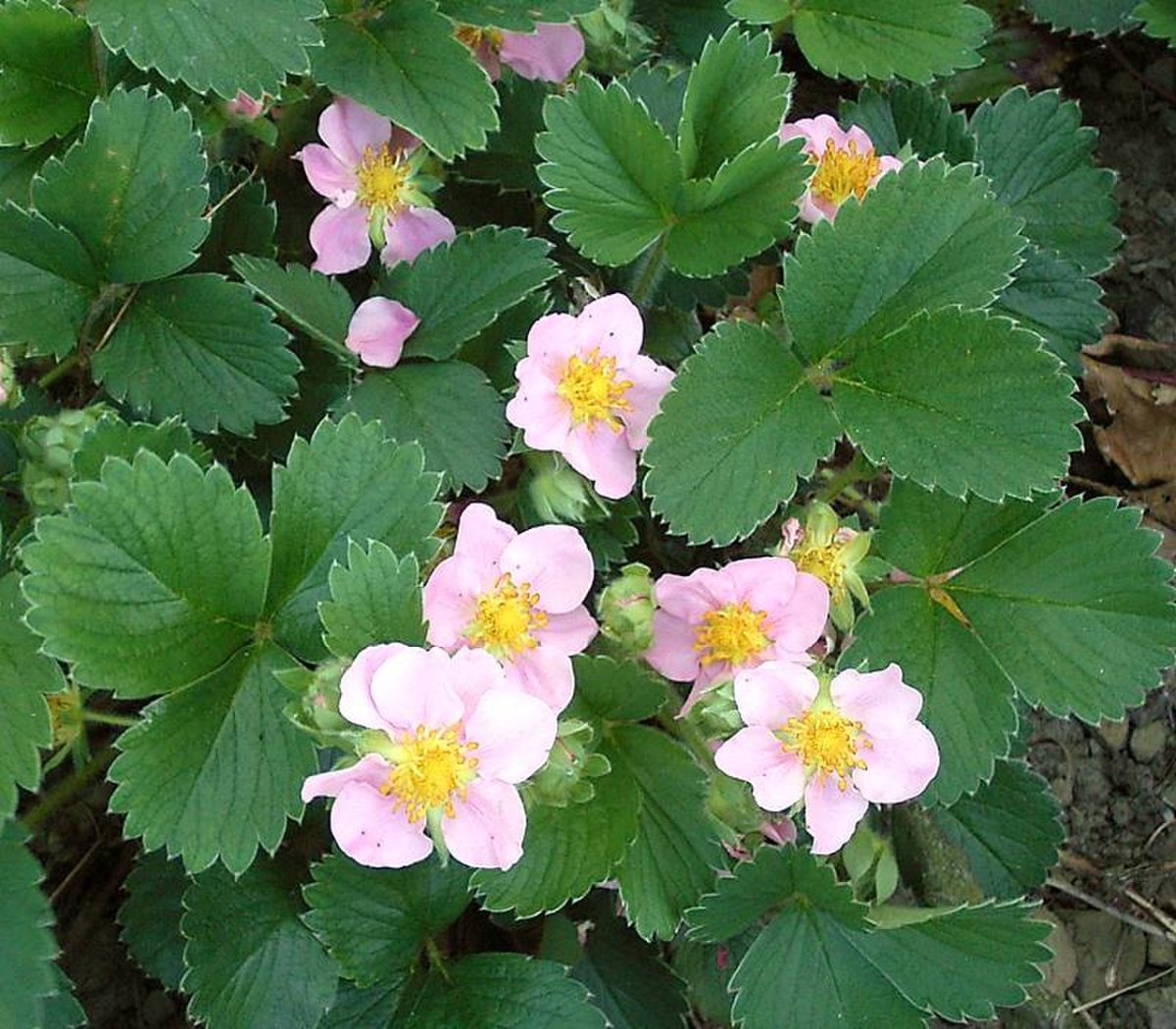 Декоративная земляника (Fragaria)