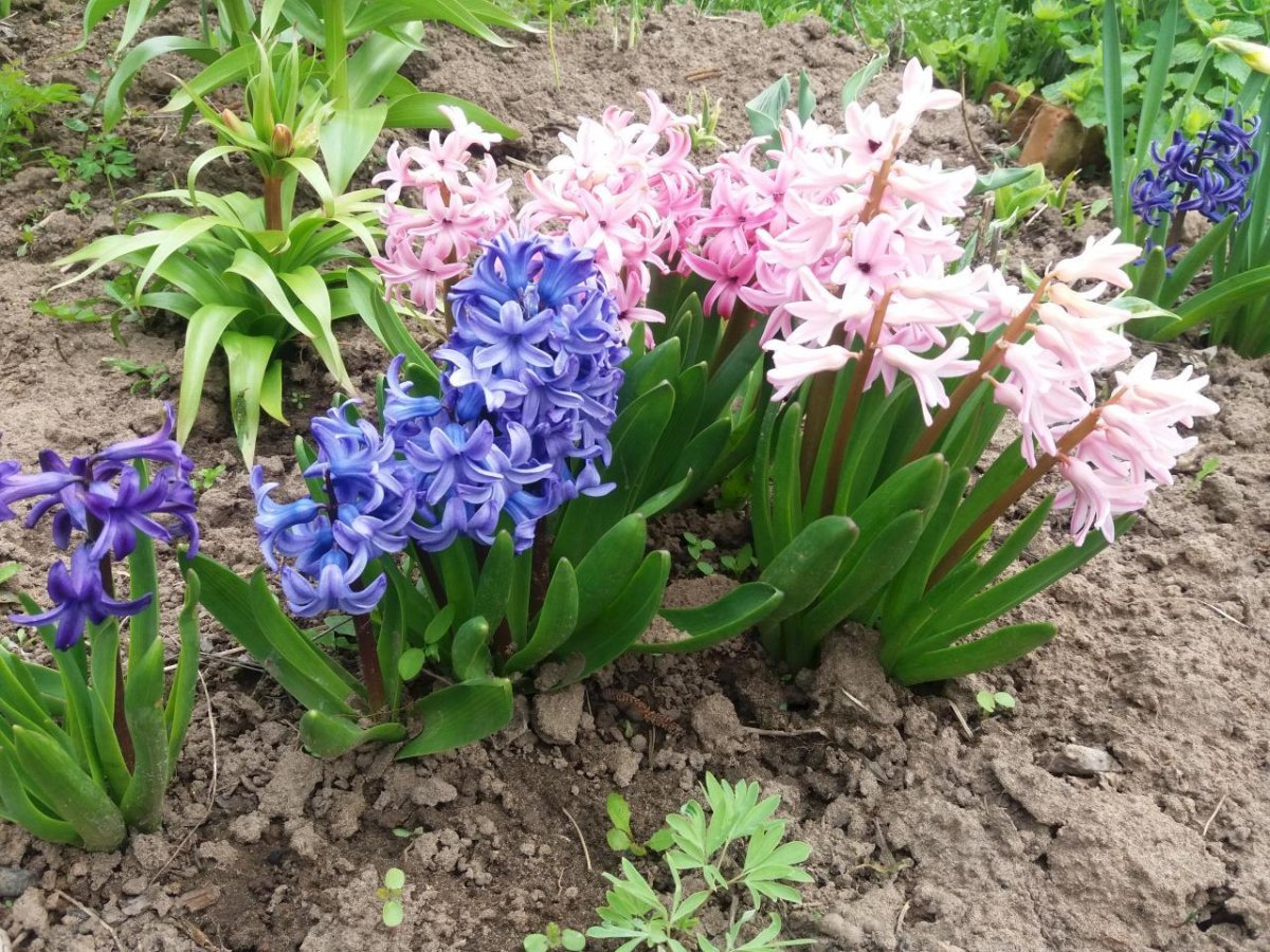 Смесь "Mix a Fairy Tale" луковичные