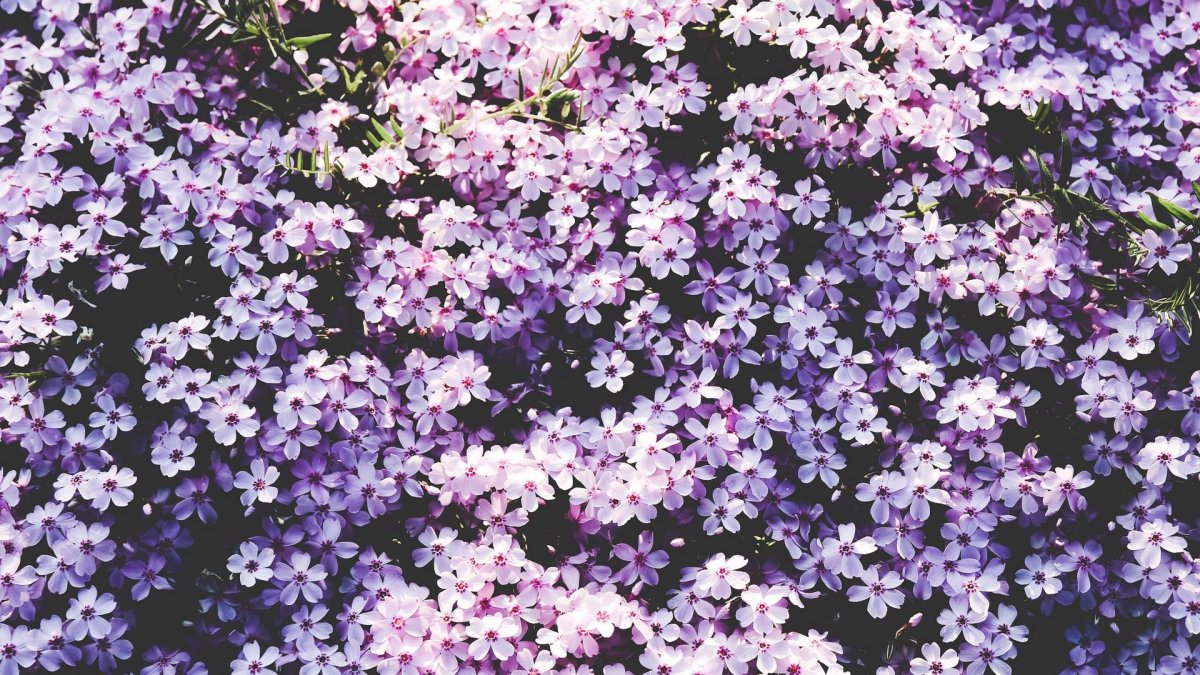 Растение с мелкими фиолетовыми цветами