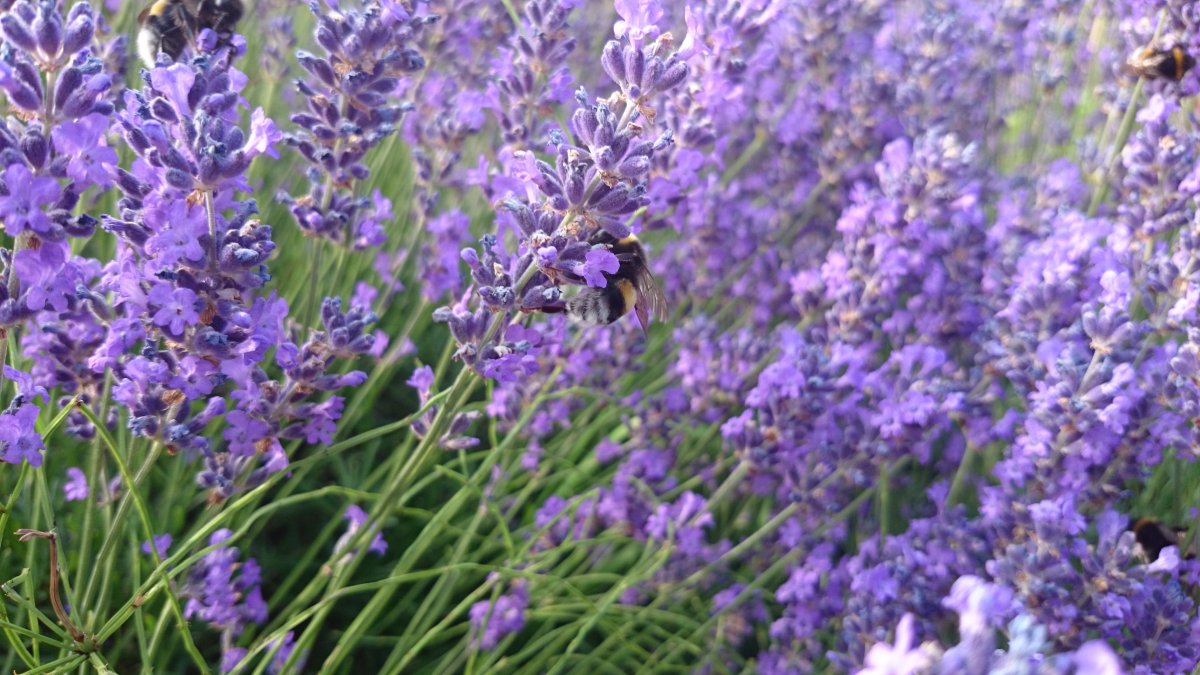 Лаванда Lavandula Purple Violet