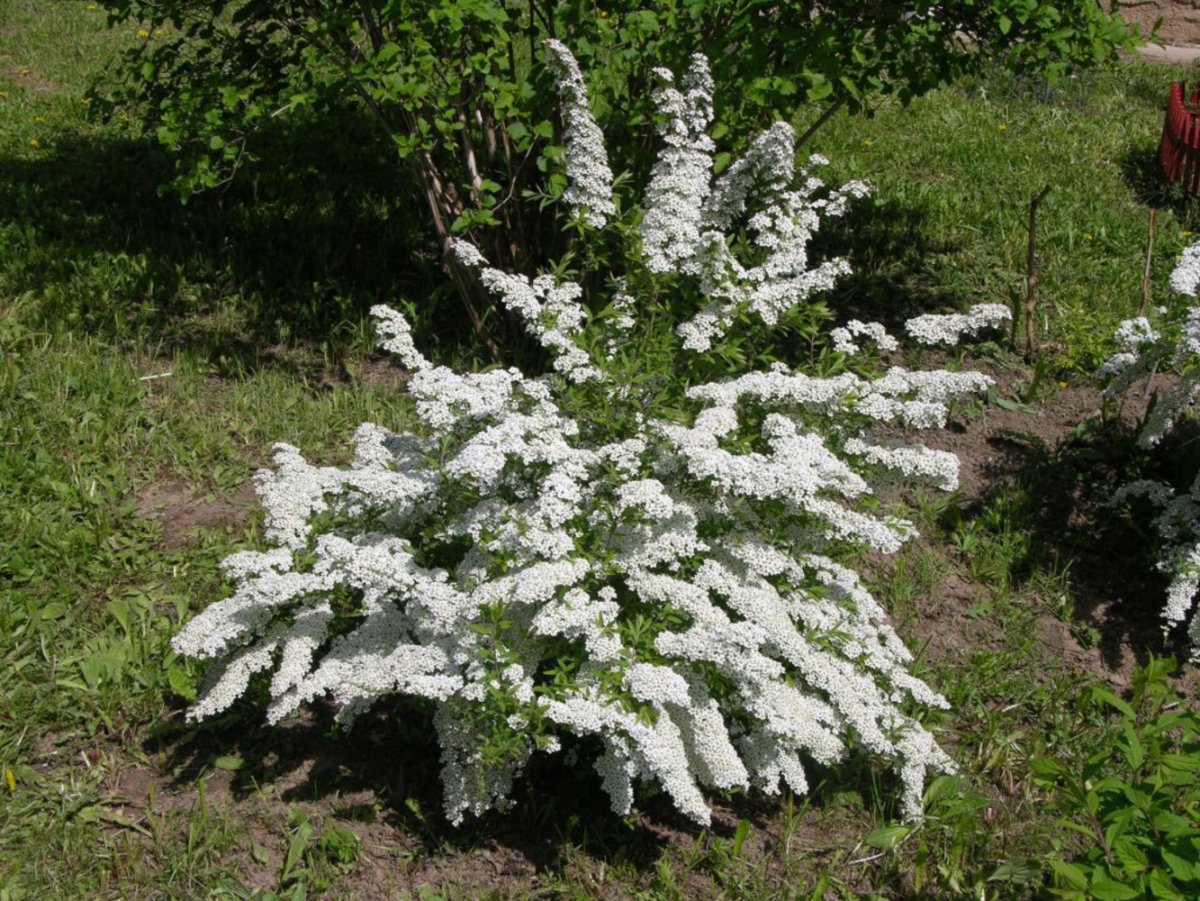 Спирея аргута Spiraea arguta