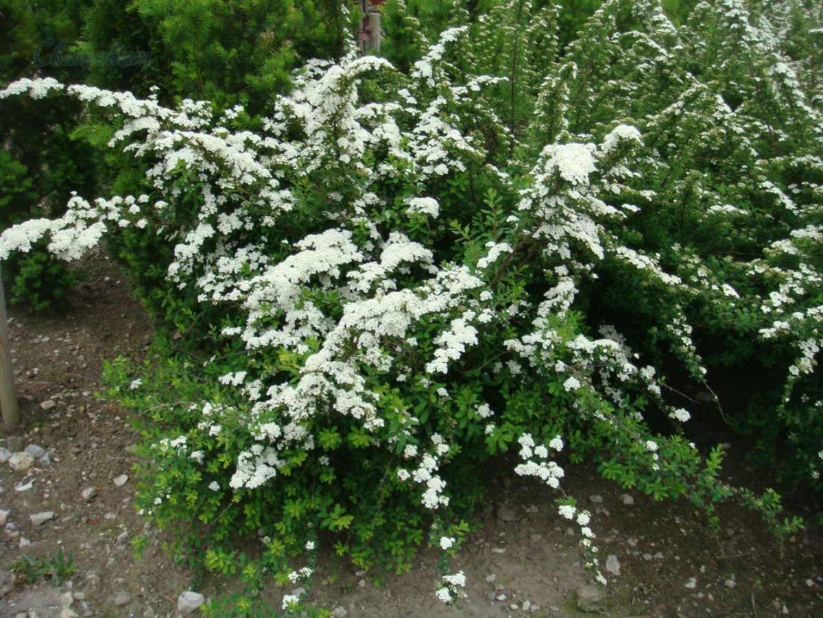 Спирея ниппонская Spiraea nipponica Snowmound