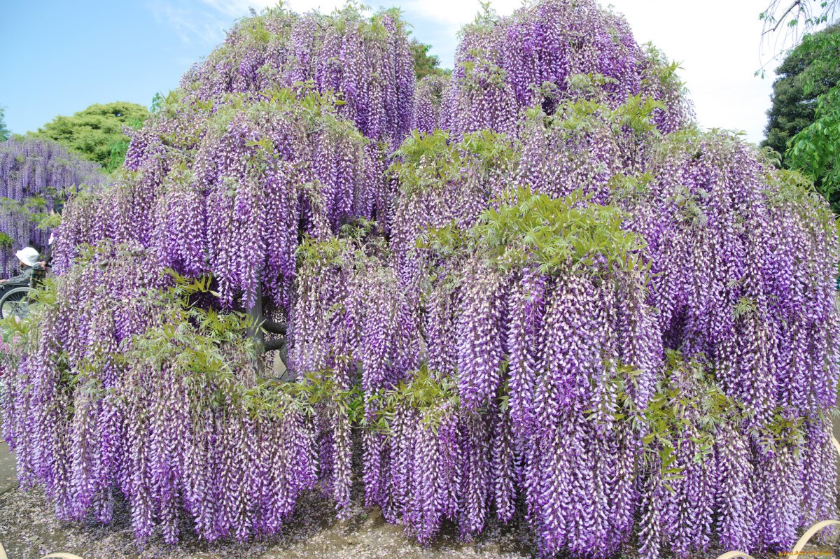 Кустарник Глициния