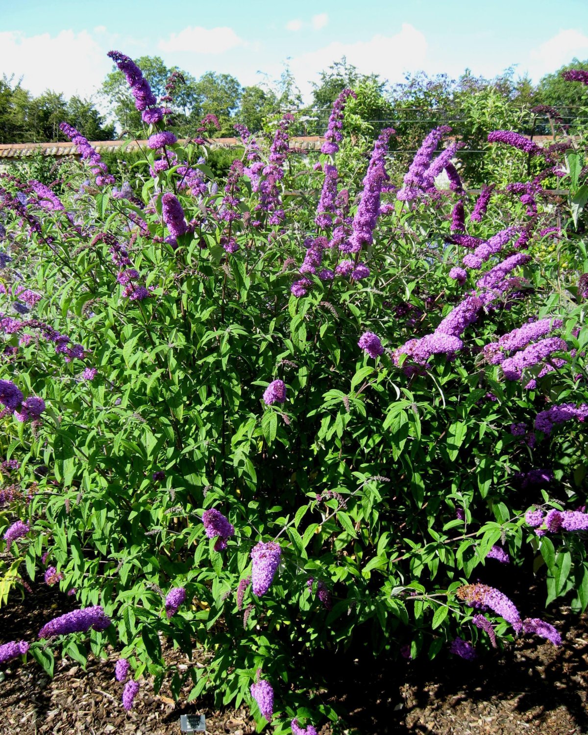 Буддлея Давида border Beauty