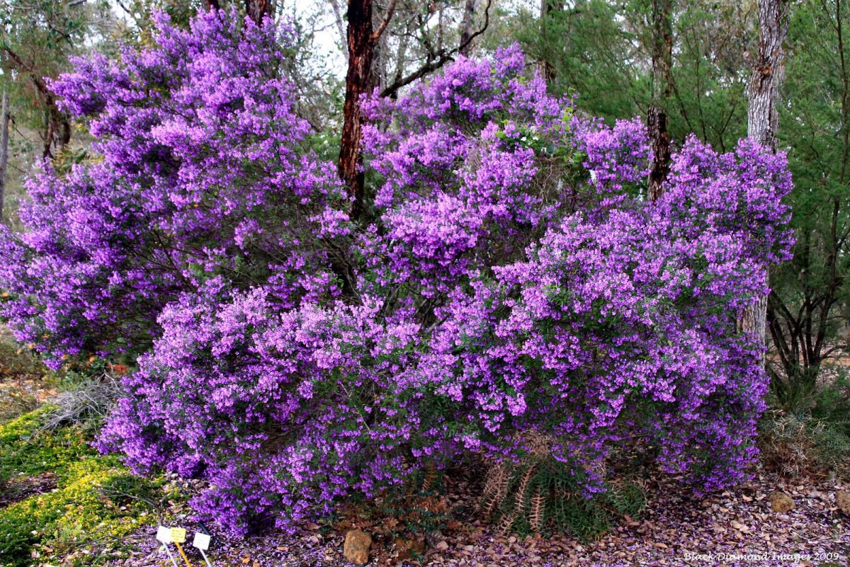 Prostanthera ovalifolia variegata