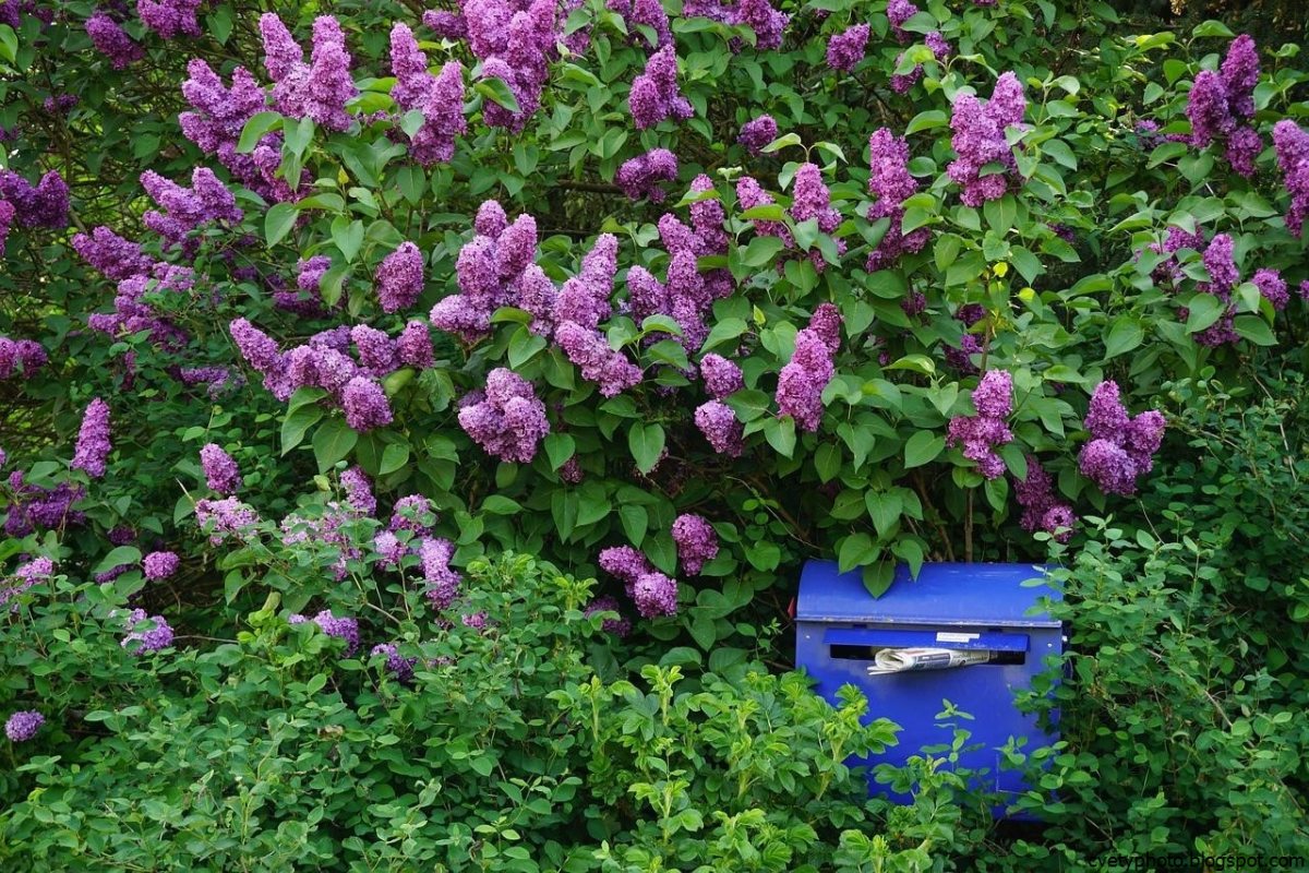 Lilac Bush