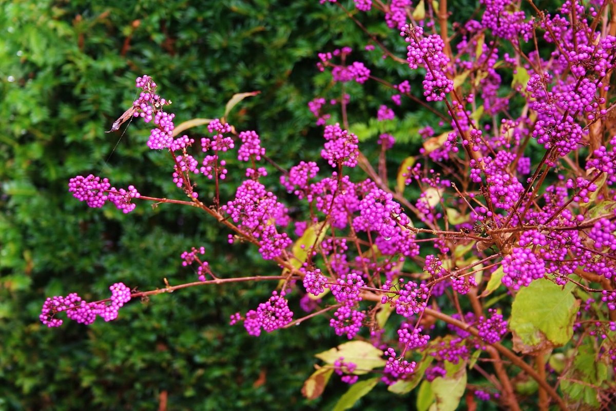 Красивоплодник (Callicarpa)