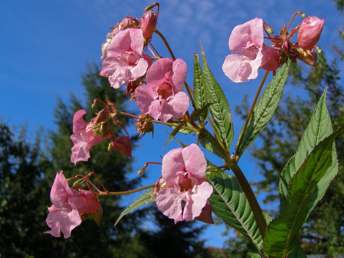 Impatiens glandulifera – бальзамин