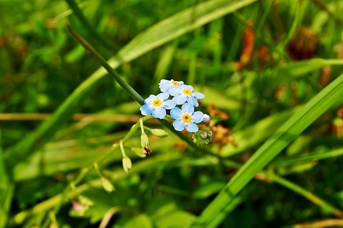 Do not forget me Flower
