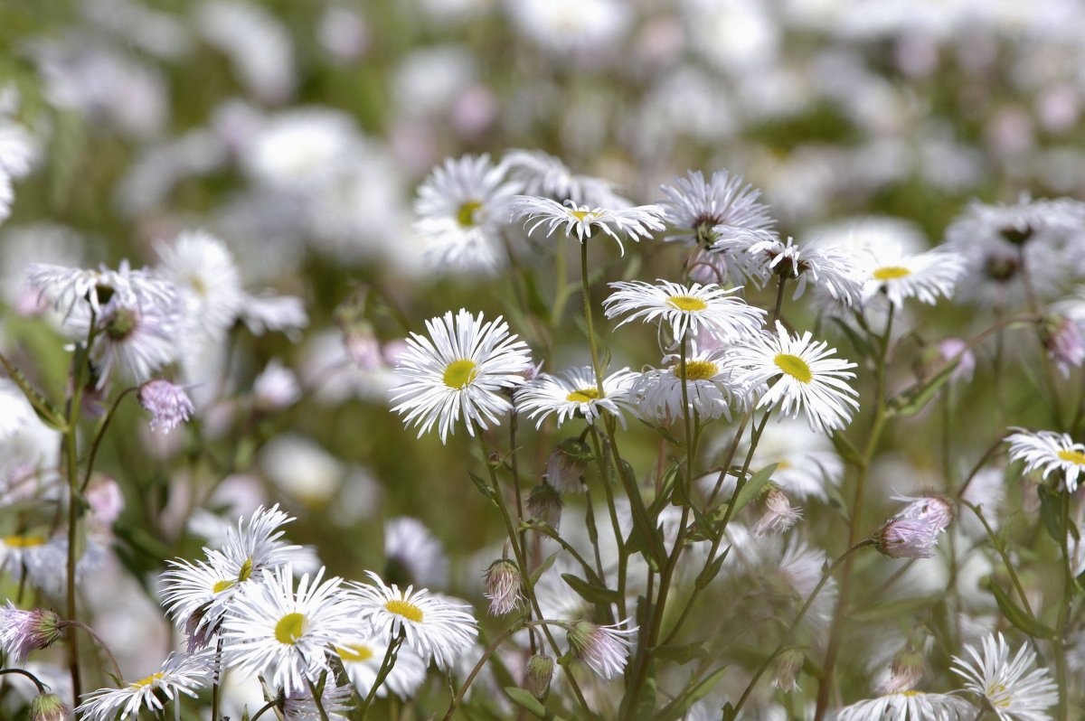 Erigeron 'Sommerneuschnee'