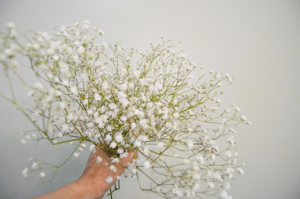 Гипсофила Тихоокеанская (Gypsophila Pacifica)