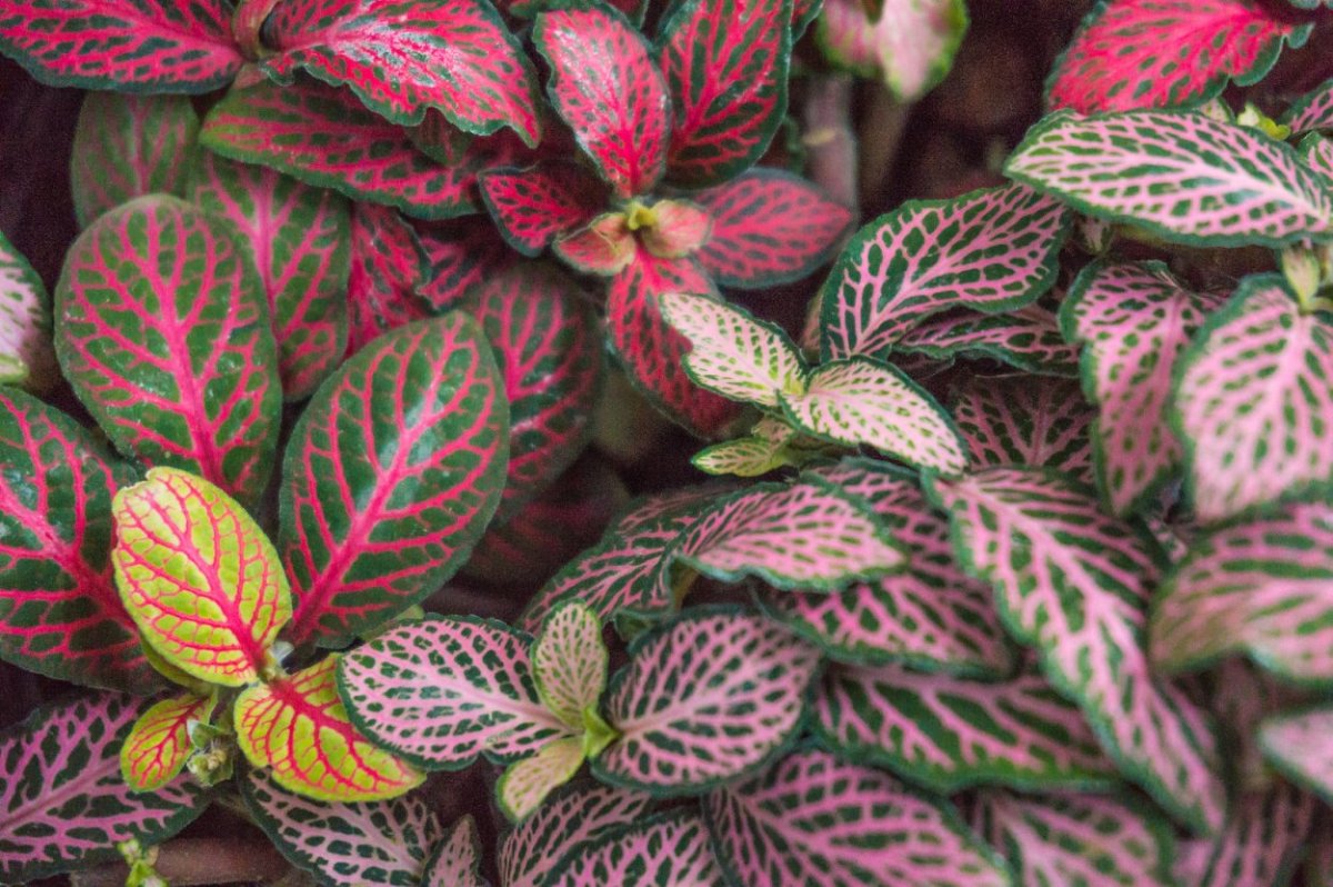 Фиттония Вершаффельта (fittonia verschaffeltii)