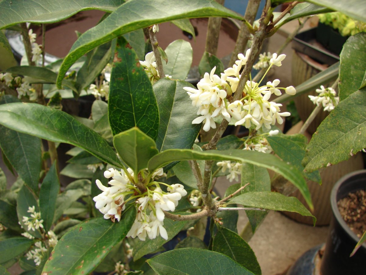 Osmanthus fragrans