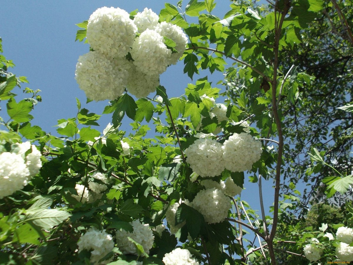 Калина грандифлора бульденеж