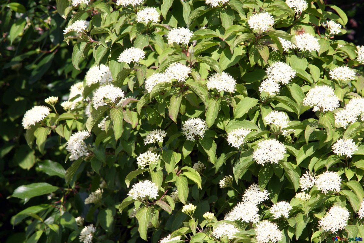 Дерен белый (Cornus Alba)