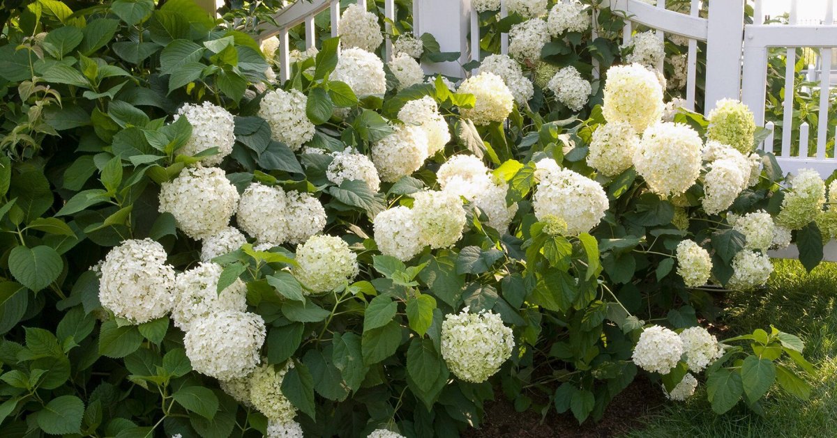 Гортензия древовидная White Dome