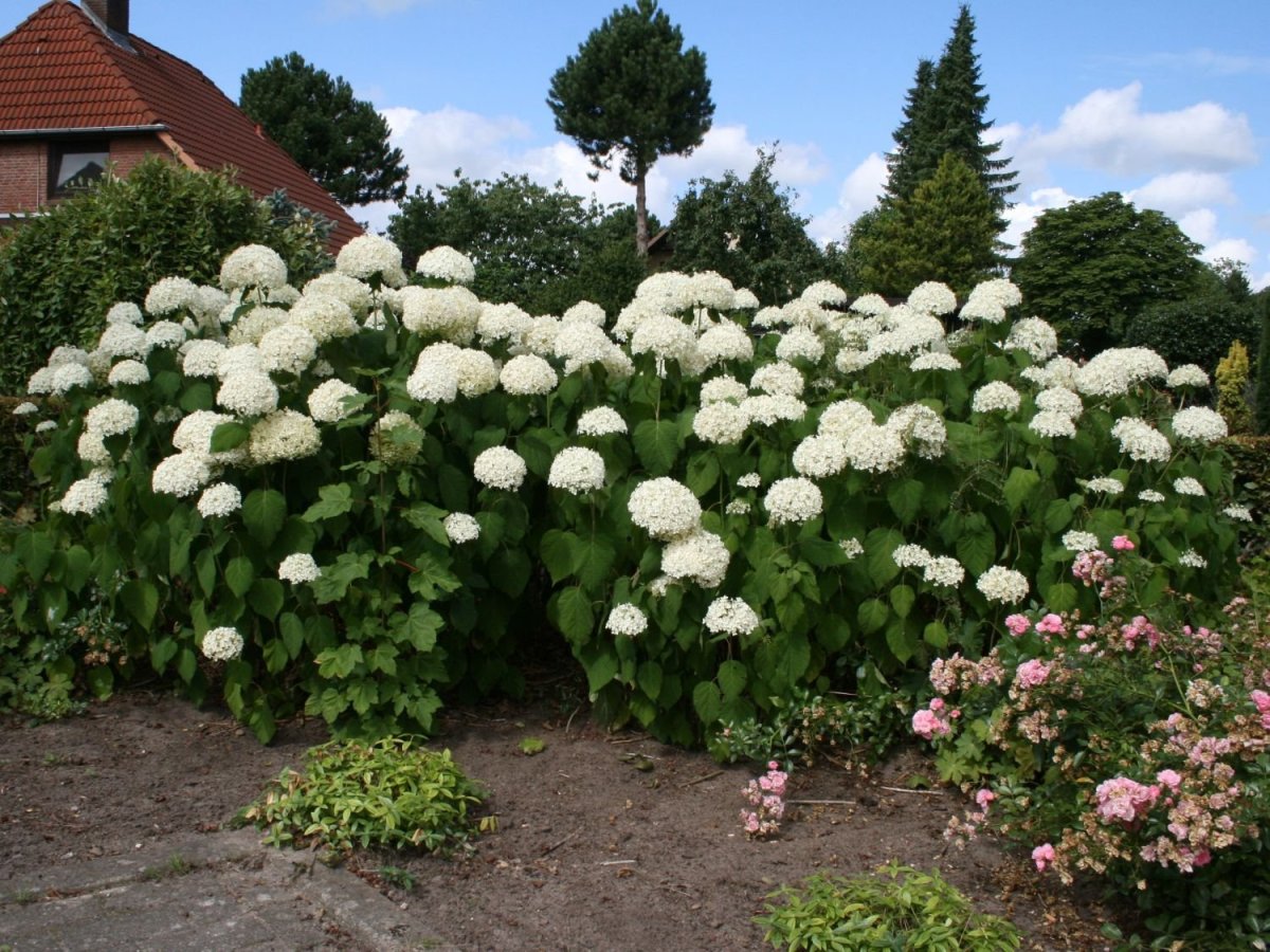Гортензия arborescens Annabelle