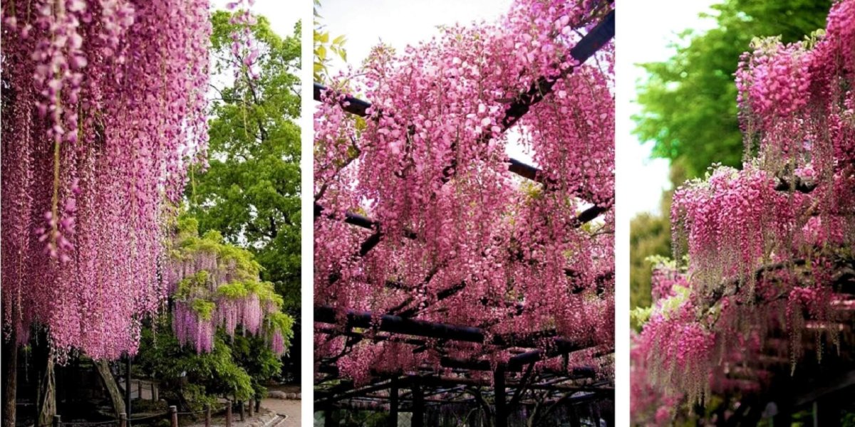 Глициния розовая Wisteria rosea