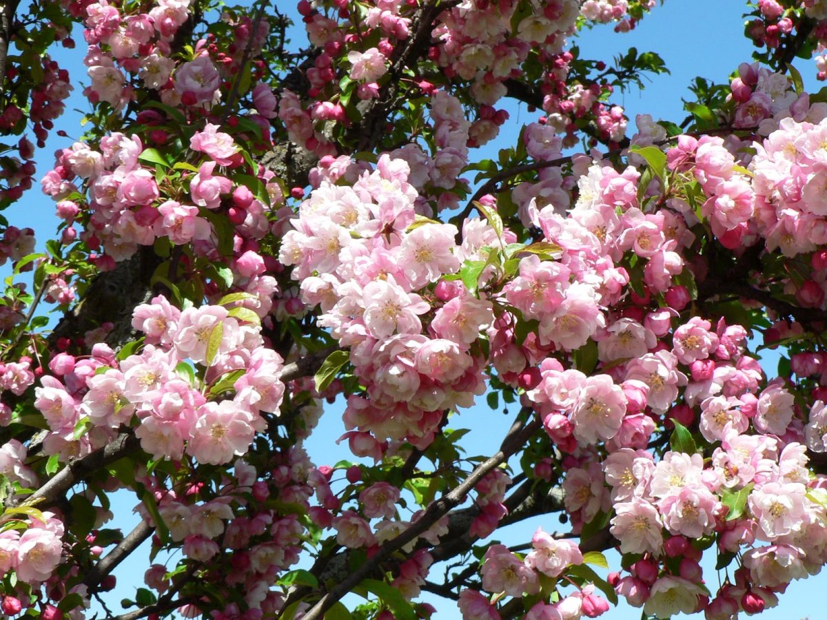 Malus (яблоня) 'van Eseltine'