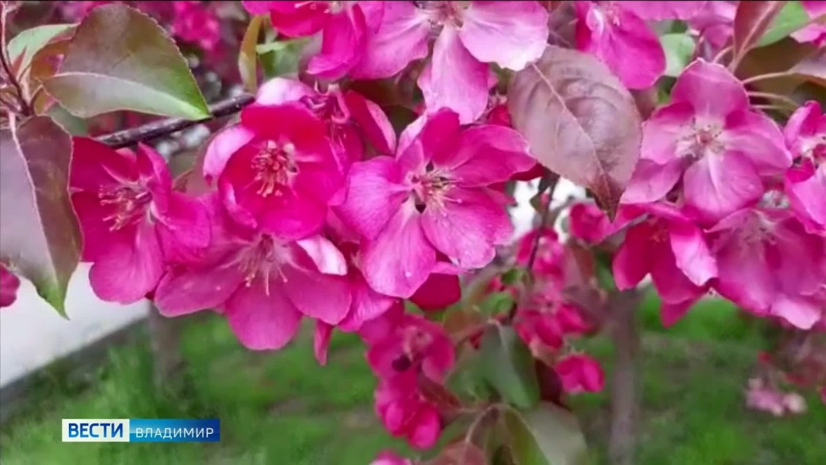 Яблоня декоративная Давид
