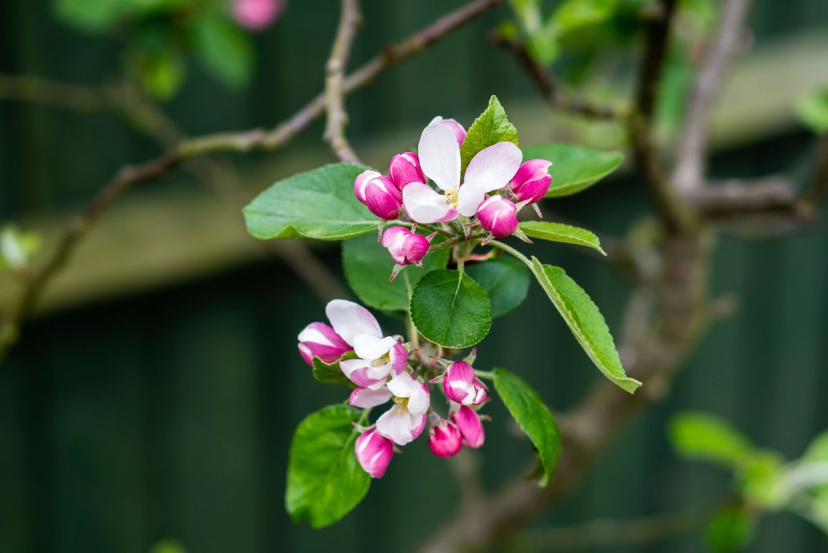 Blossom Apple Garden