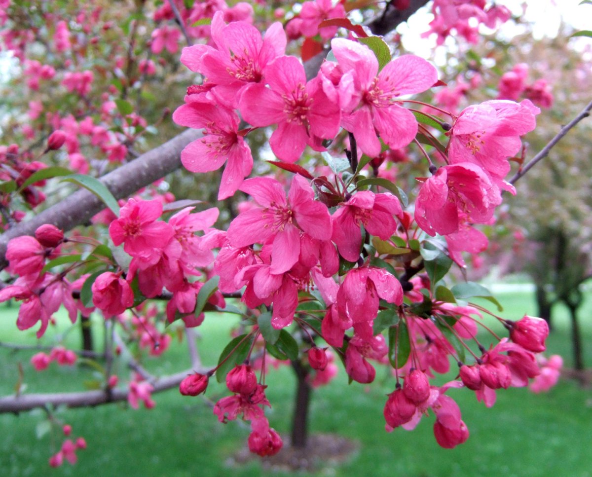 Crabapple дерево