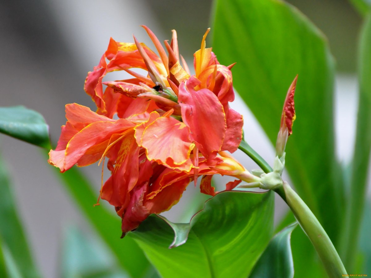 Канна (сорт 'Ambassador')