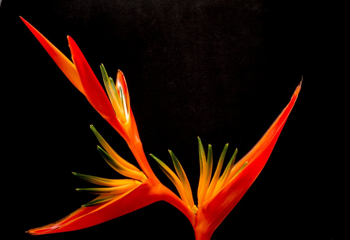 Стрелиция Heliconia