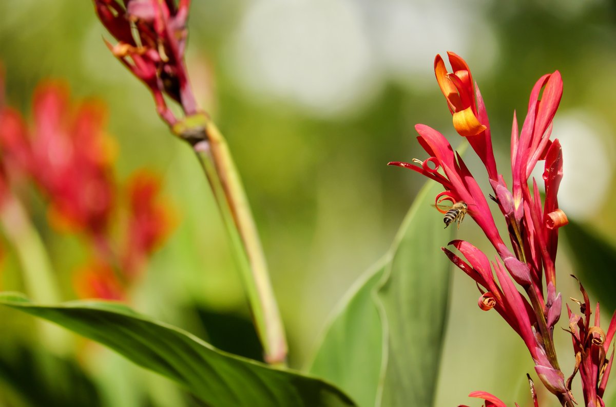 Canna coccinea
