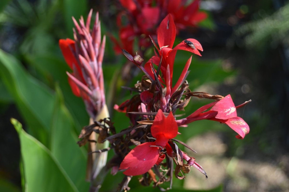 Canna Indica/edulis, indian shot Lily, arrowroot Achira Ка́нна