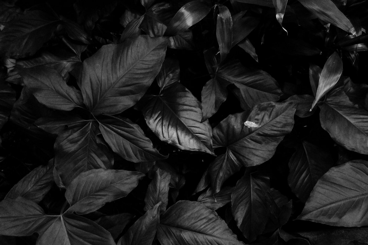 Цветы с черными листьями