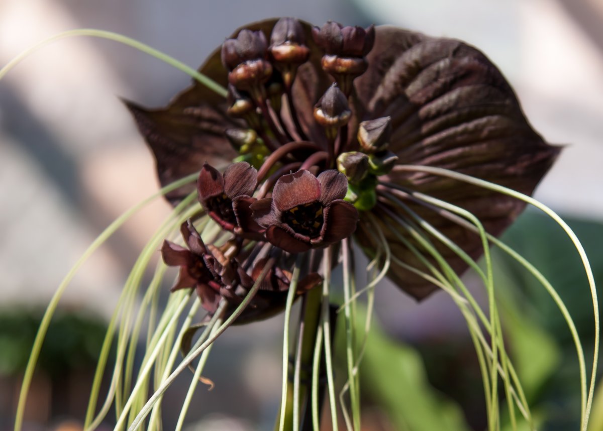 Такка Шантрье (Black bat Flower)