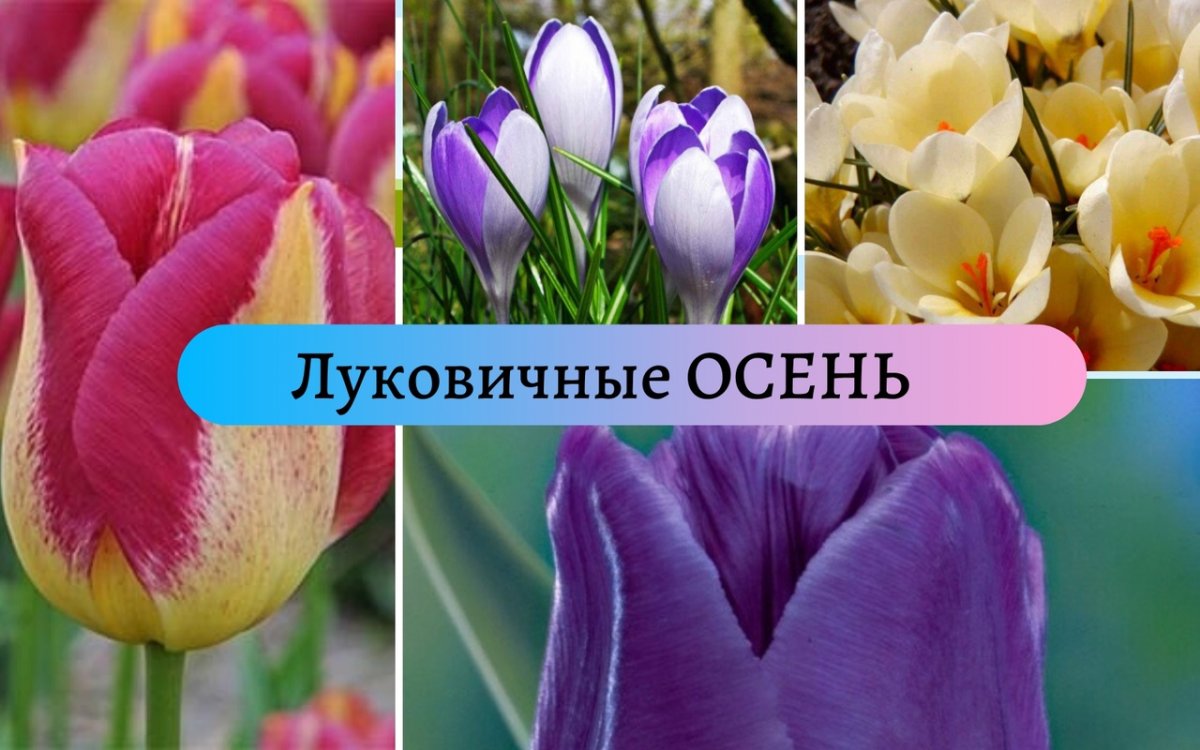 Луковичные предзаказ