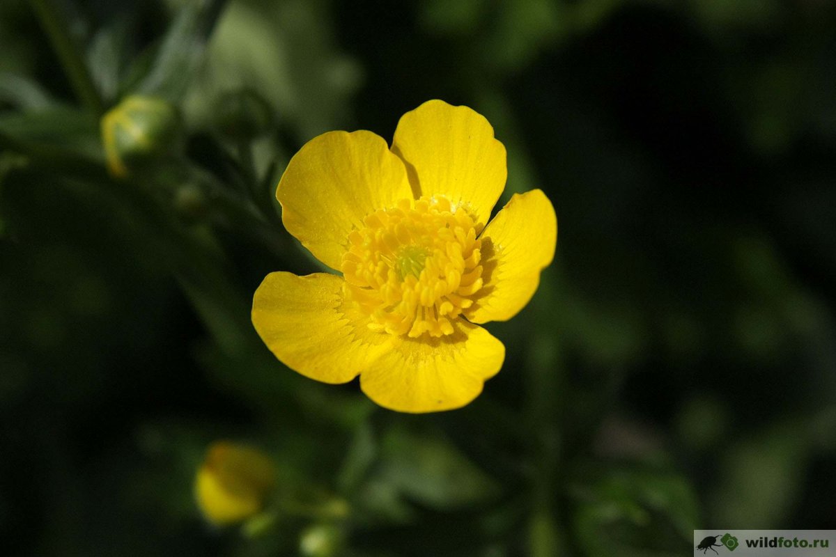 Лютик ядовитый ( Ranunculus sceleratus l.)