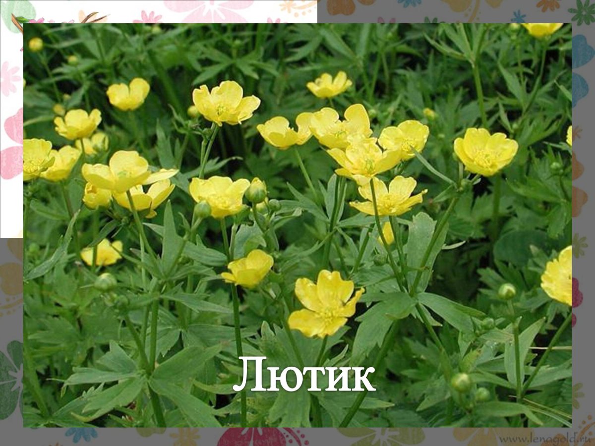 Лютик едкий вариегатный