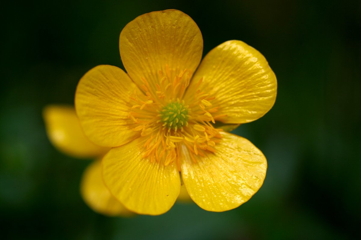 Ranunculus nemorosus