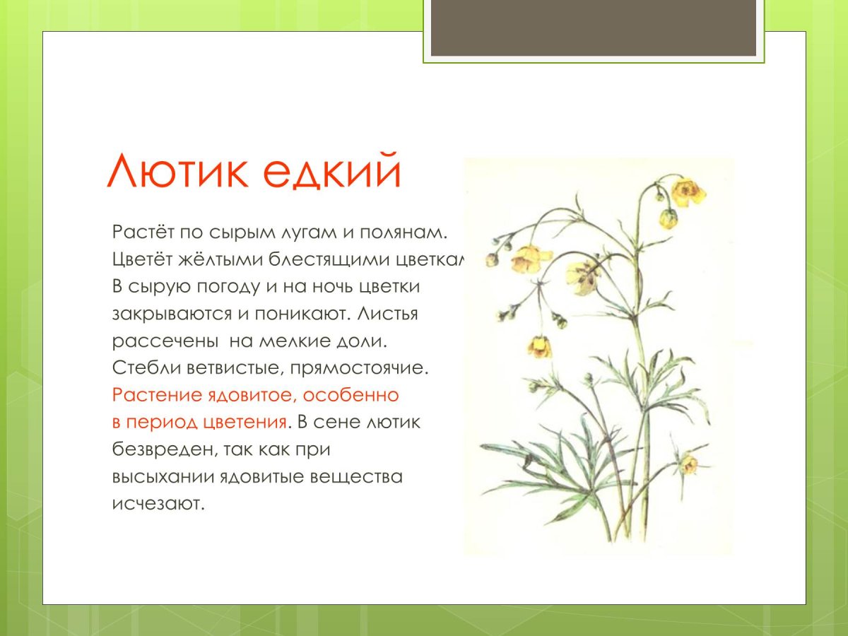 Систематика Лютика едкого