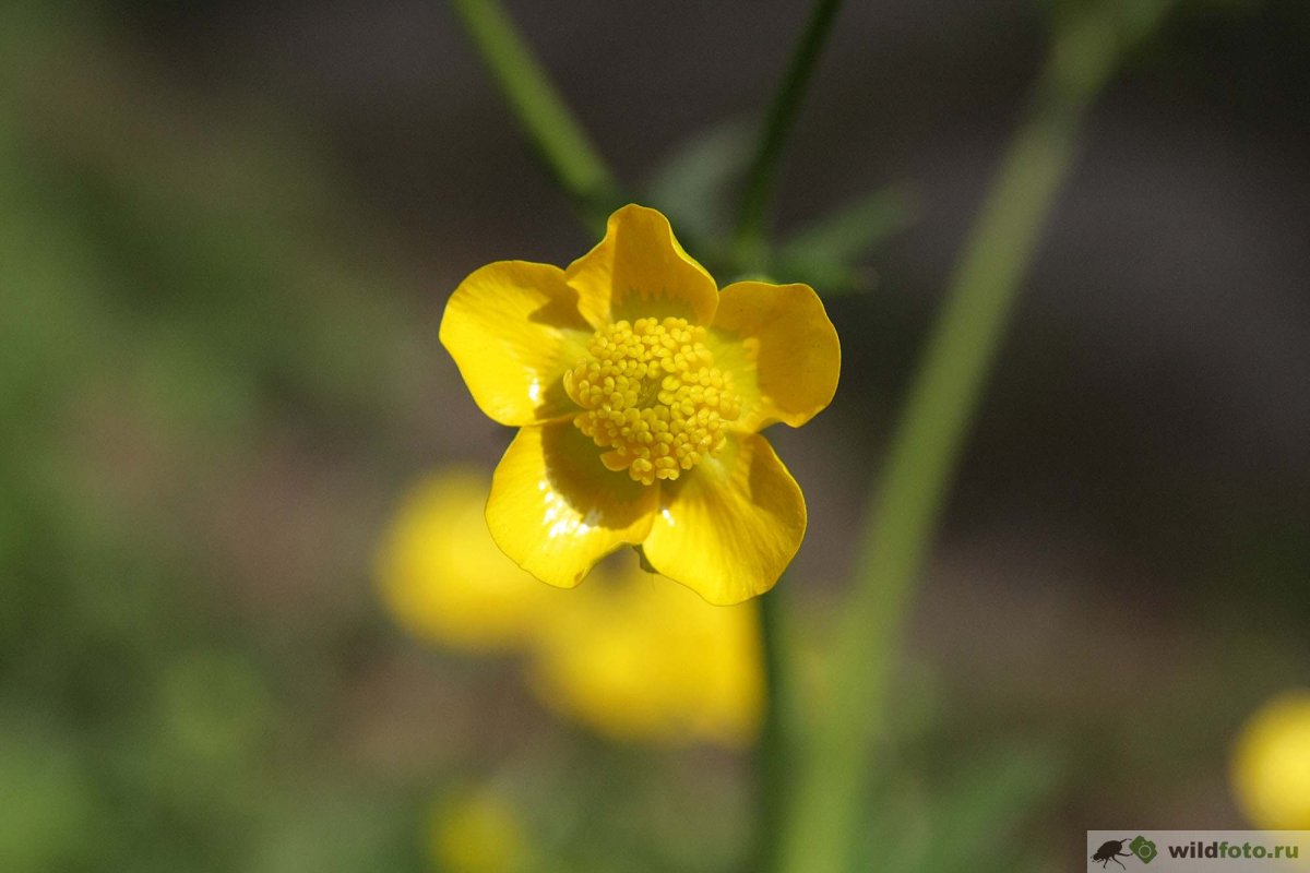 Ranunculus Acris Лютик едкий