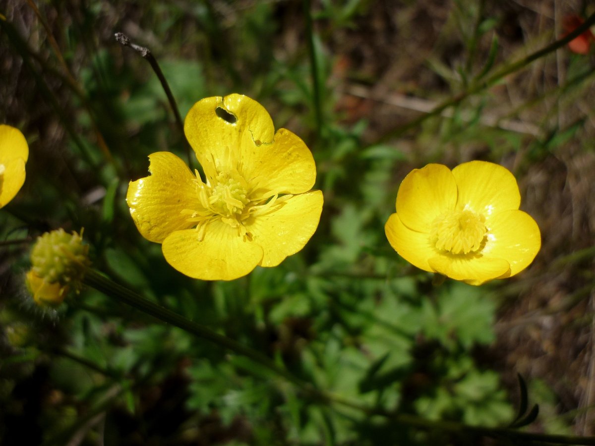 Ranunculus chinensis