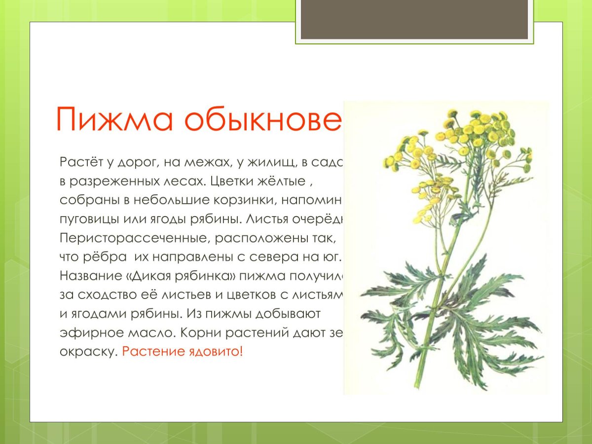 Пижма обыкновенная красная книга