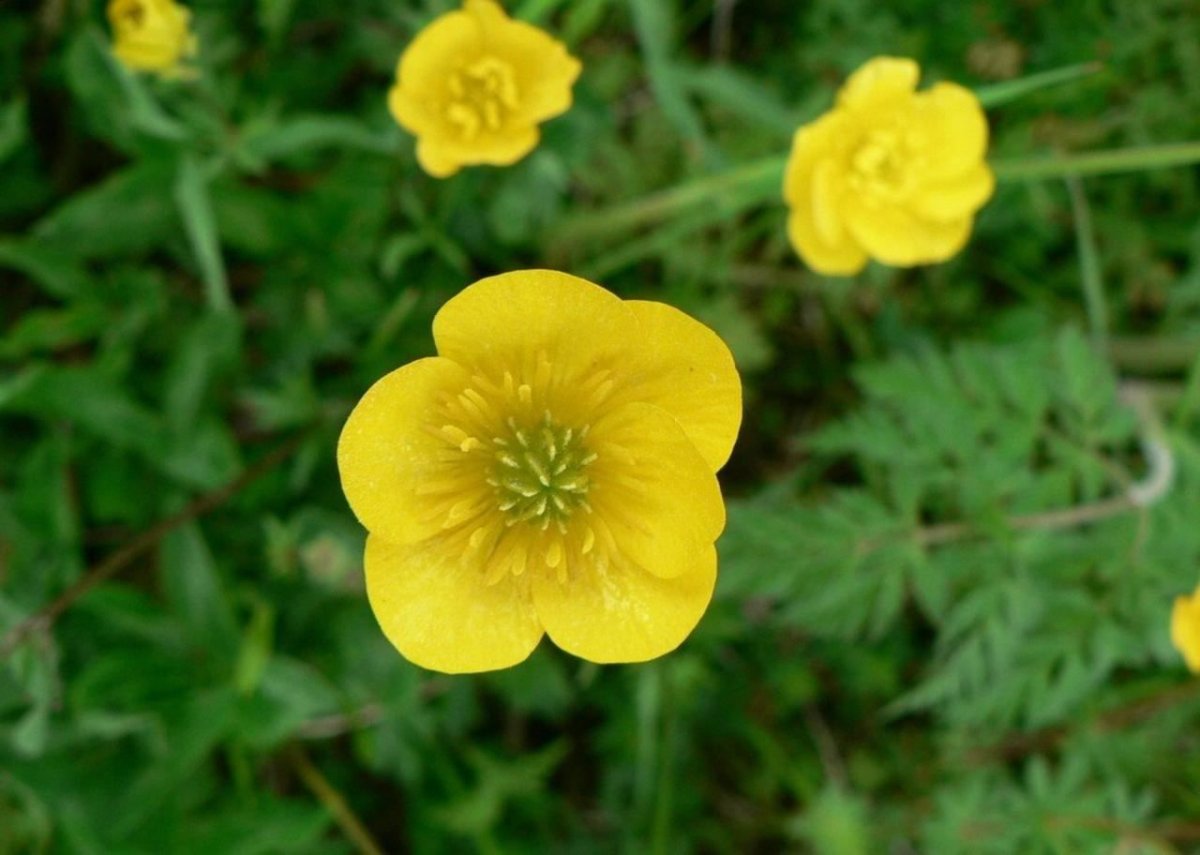 Buttercup Лютик