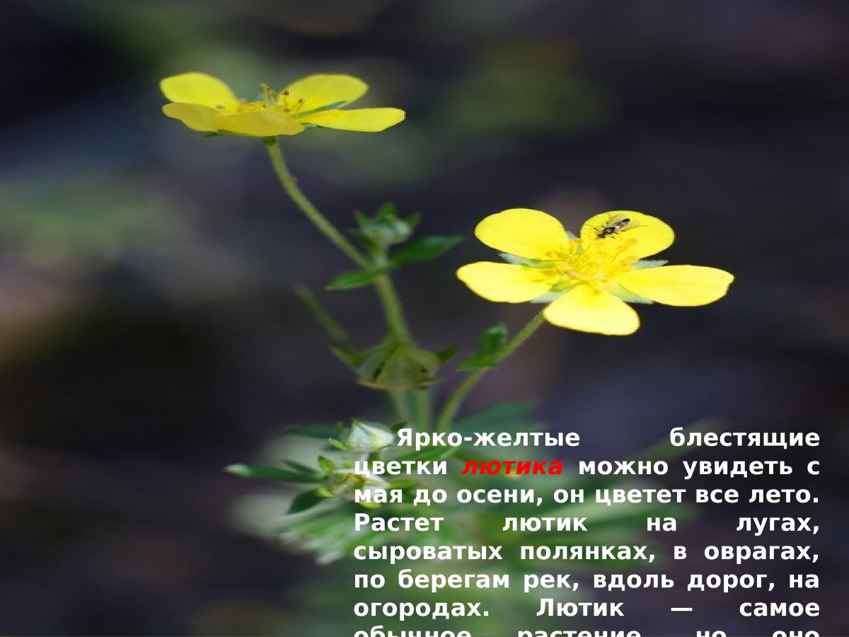 Желтенький цветок растущий на берегу реки