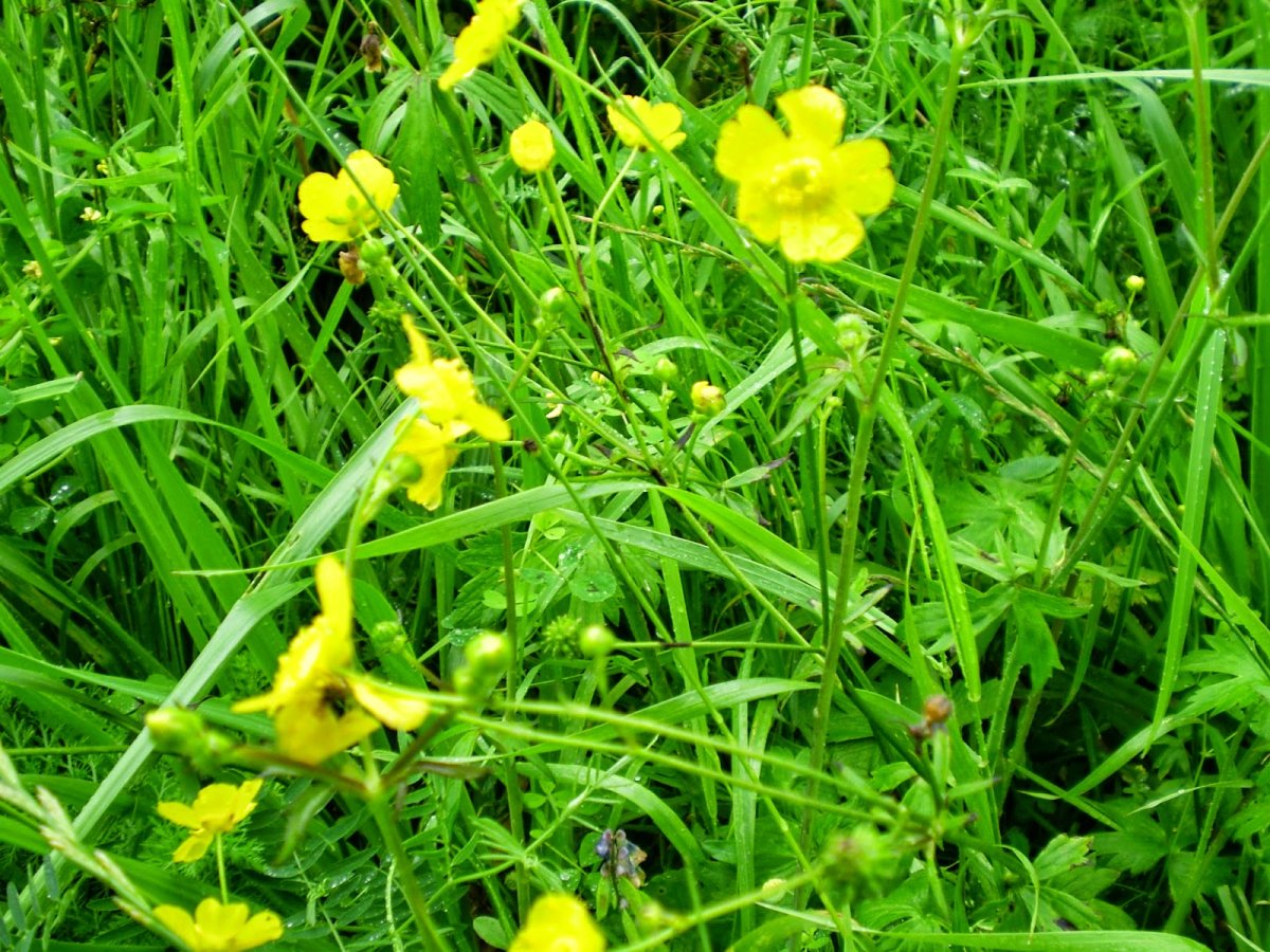 Ranunculus aragazii