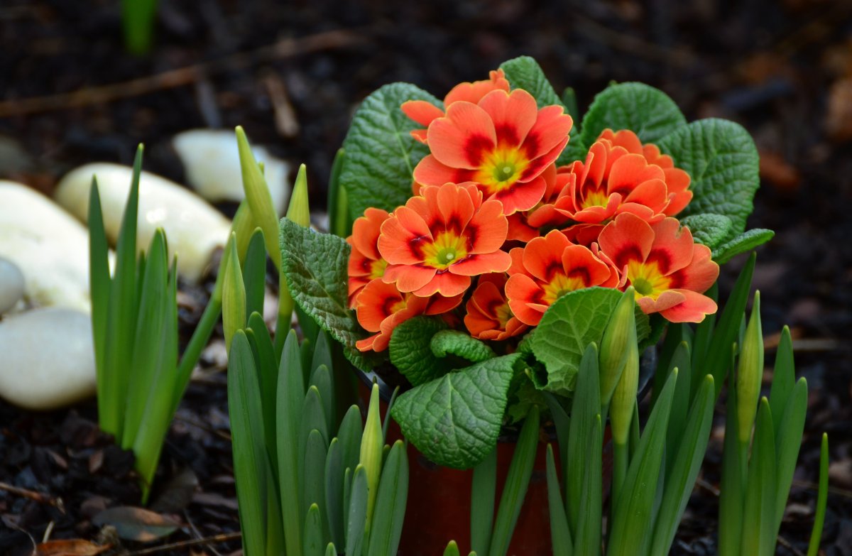 Примула / первоцвет (Primula)