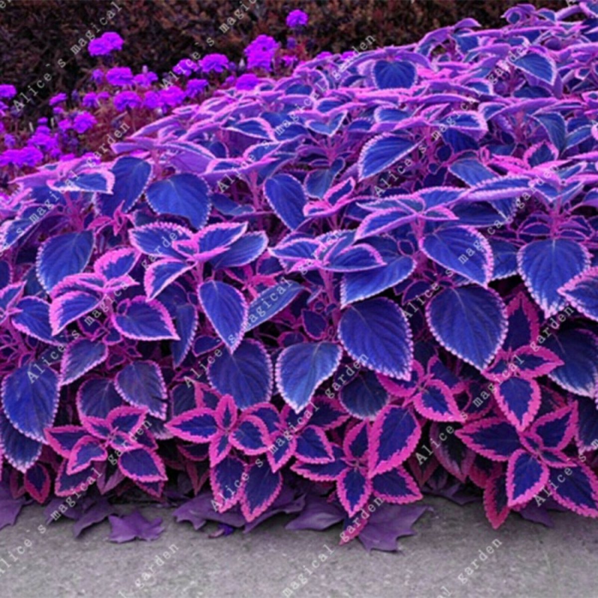 Колеус Coleus Blumei