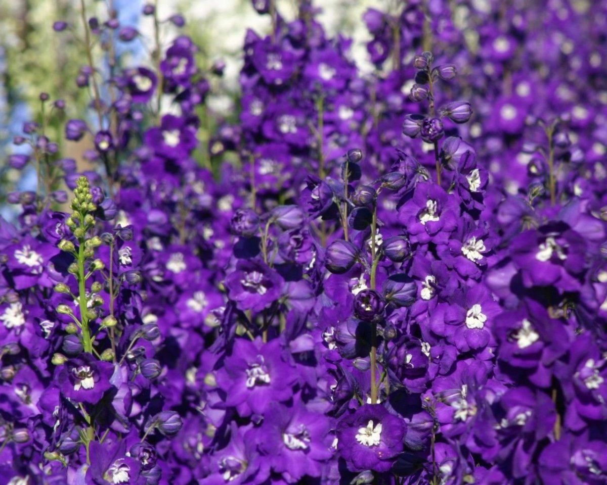 Дельфиниум новозеландский Purple passion